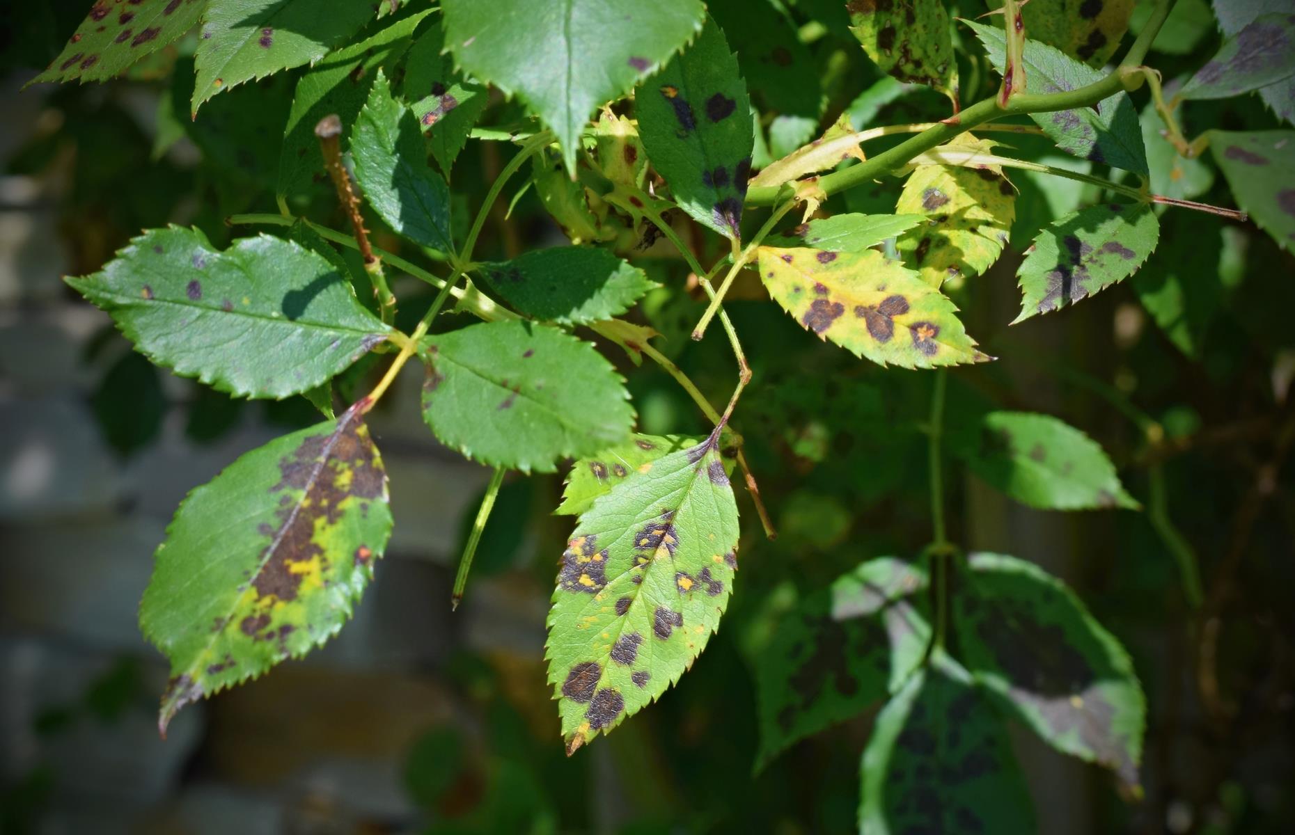 Rose black spot: symptoms